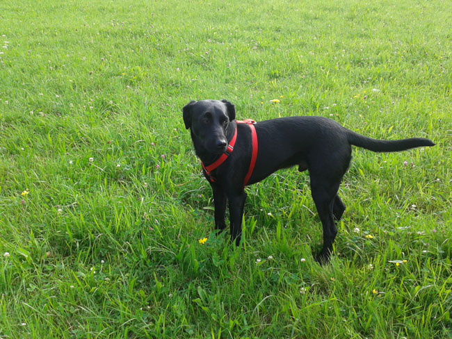 Tom (Labrador, Pinscher) Labrador Pinscher 